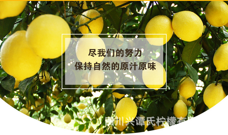 黃檸檬詳情頁9_02