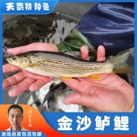 天貴水產(chǎn)魚苗養(yǎng)殖豹紋魚苗金沙鱸鯉漁場(chǎng)直發(fā)各種規(guī)格批發(fā)包活