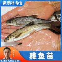天貴漁業(yè)雅魚苗裂腹魚細(xì)鱗魚淡水養(yǎng)殖特種魚苗批發(fā)成活率高魚場(chǎng)發(fā)