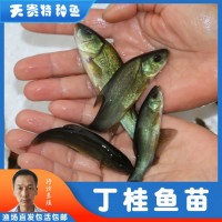 天貴水產(chǎn)丁桂魚苗半淡水魚好養(yǎng)活特種魚苗養(yǎng)殖基地批發(fā)淡水小魚苗