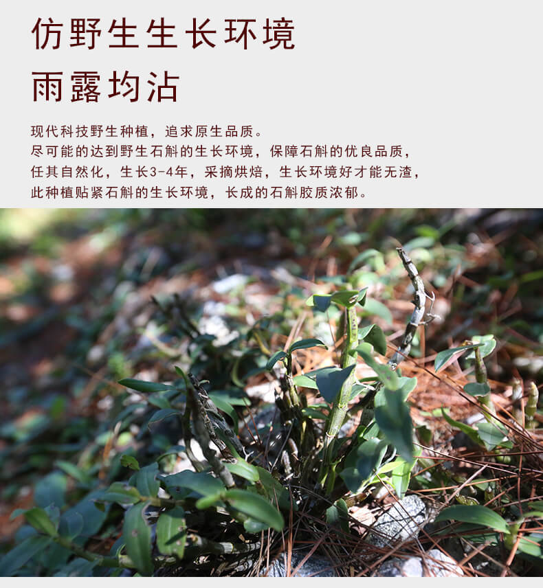 鐵皮石斛鮮條_04.jpg