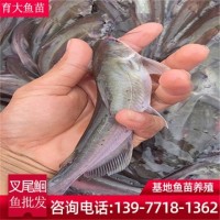 斑點叉尾鮰魚苗批發(fā) 供應(yīng)草魚大頭青魚白鰱魚 臺灣泥鰍魚苗