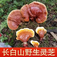 長(zhǎng)白山靈芝片切片干貨茶酒干林芝粉非孢子粉500g