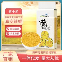 黃小米500g農家種植色澤金黃小米五谷雜糧粥粗糧批發(fā)一件代發(fā)