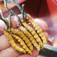 批發(fā)貴州蟲草 亞香棒蟲草 冬蟲夏草 蟲草 2-3條每克