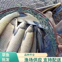 漁場培育草魚供應 新鮮死魚可補發(fā) 全程加氧送魚車配送
