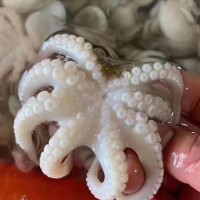 福建東山島 小八爪魚 小章魚 海鮮冷凍水產(chǎn)批發(fā) 食用農(nóng)產(chǎn)品