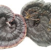 亳鑫榮紫靈芝 產(chǎn)地大貨供應(yīng) 紫黑靈芝個 紫靈芝片 散裝供應(yīng)