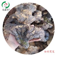 亳鑫榮松杉靈芝菌香濃郁長(zhǎng)白山區(qū) 500g一斤山農(nóng)一手貨源赤芝通用