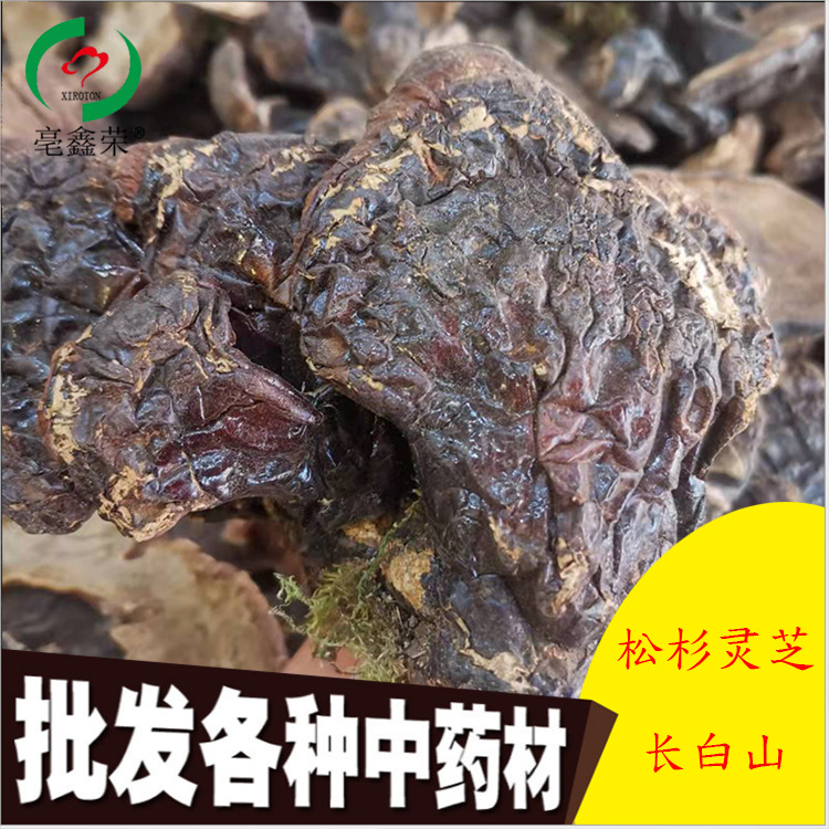松杉靈芝主圖.png