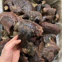 長(zhǎng)白山靈芝 野外生長(zhǎng)靈芝 非種植靈芝林下靈芝菌味濃不苦500克