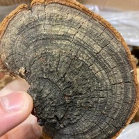 產(chǎn)地貨源桑黃散裝批發(fā)銷售桑樹桑黃靈芝可切片傳統(tǒng)中藥材