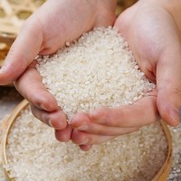 一級(jí)海安香米 口感軟糯氣味清香大米 廠家供應(yīng)量大從優(yōu)