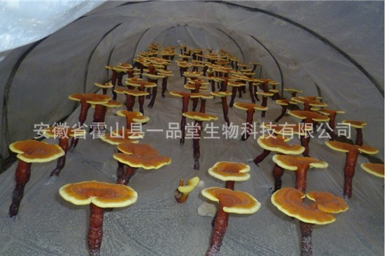 黃板靈芝漲勢