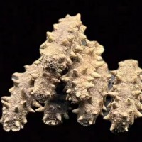 大連淡干純無(wú)鹽冷水速發(fā)海參九年參干參散裝送領(lǐng)導(dǎo)長(zhǎng)輩實(shí)用禮品