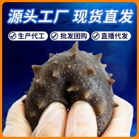 源頭廠(chǎng)家現(xiàn)貨不掛冰Q彈500g遼刺參鮮食海參大連即食海參批發(fā)