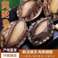 福建新鮮鮮活鮑魚 福建出貨批發(fā)水產(chǎn)貝類海鮮 6頭-15頭大個(gè)鮑魚