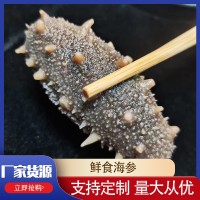 批發(fā)鮮食海參多種規(guī)格遼刺參鮮食海參批發(fā)鮮活海參 非干參500