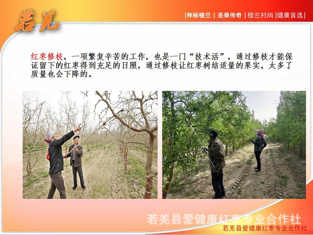 樓蘭村尚修枝_副本.jpg