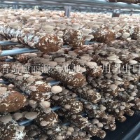 出口澳洲南美白蠔菇菌棒香菇菌棒，香菇菌包，平菇菌棒