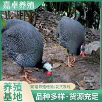 貴妃雞苗價格脫溫的活體烏黑雞苗珍珠雞苗價格哪里有買珍珠雞的