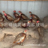 廠家供應家養(yǎng)七彩山雞幼苗活體脫溫半斤山雞苗成年山雞批發(fā)價格
