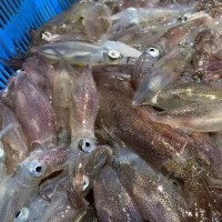 東山本港活凍小管，小魷魚，高品質(zhì)常年供應(yīng)酒店 商超！鮮甜 嚼勁