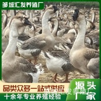 鵝苗潮汕獅頭鵝純種活苗 獅頭鵝脫溫苗 獅頭鵝苗價(jià)格白獅頭